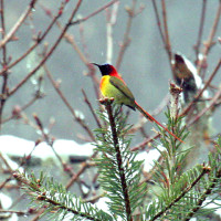 firetailed humming bird Windhorse Tours