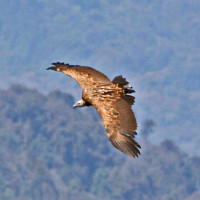 himalayan griffon1 Windhorse Tours