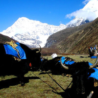 laya gasa5 Windhorse Tours