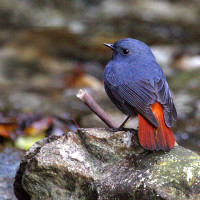 plumbeous redstart Windhorse Tours