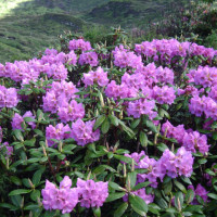 rhododendron Windhorse Tours
