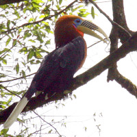 rufous necked hornbilll Windhorse Tours