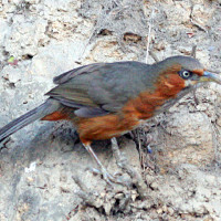 rusty cheeked scimitar babbler Windhorse Tours