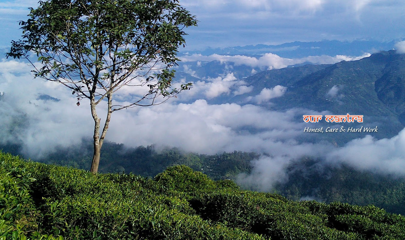 Heritage Darjeeling Dooars Tea Tour