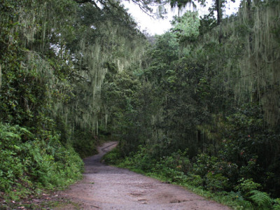 Paro
