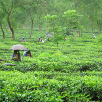 tea garden1 Windhorse Tours