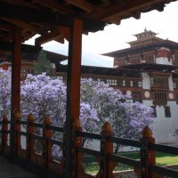 view of Punakha Dzong from the cantilever bridge Windhorse Tours