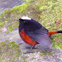 whitecapped redstart2 Windhorse Tours