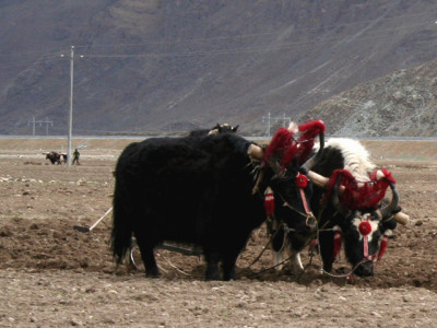 yak11300714 Windhorse Tours