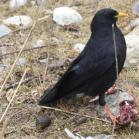 yellow billed chough Windhorse Tours