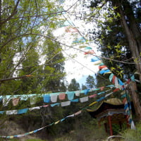 Sites were magnificent,highlight was Mt. Everest!!! Sites were magnificent,highlight was Mt. Everest!!!