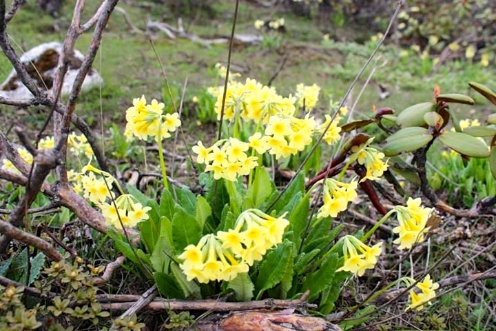 Best time for trekking in Bhutan 2 Windhorse Tours Wild Flower during Spring