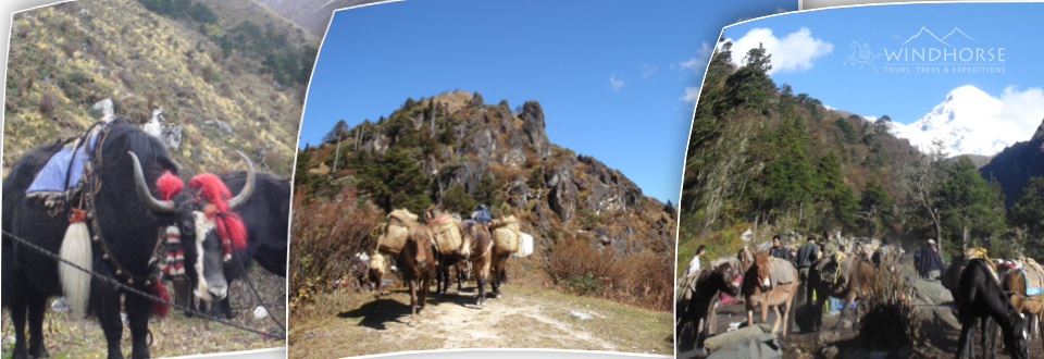 Porters & Pack Animals on Bhutan Trek