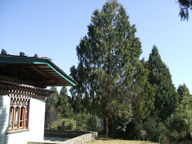 National Symbols of Bhutan 3 Windhorse Tours National Tree Windhorse Tours