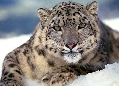 Snow Leopard Windhorse Tours