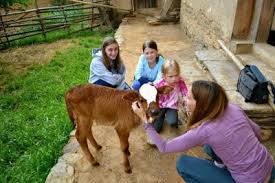 Flexibility in Itinerary 2 Windhorse Tours At the farm house, guests taking a closer look at the new born calf