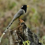 Birding in Bhutan 39 Windhorse Tours Birding in Bhutan