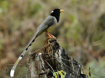 Birding in Bhutan
