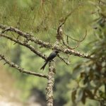 Birding in Bhutan 38 Windhorse Tours Birding in Bhutan