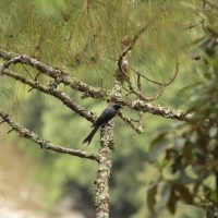 Birding in Bhutan