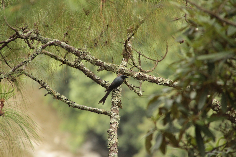 Birding in Bhutan