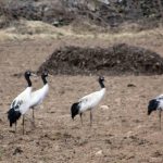 Birding in Bhutan 37 Windhorse Tours Birding in Bhutan