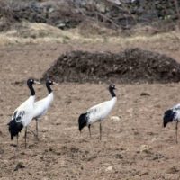 Birding in Bhutan