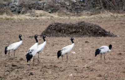 Birding in Bhutan