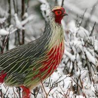 Birding in Bhutan