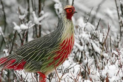 Birding in Bhutan