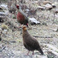 Birding in Bhutan