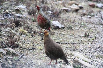 Birding in Bhutan