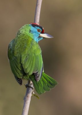 Birding in Bhutan