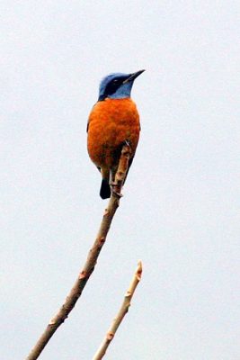 Birding in Bhutan