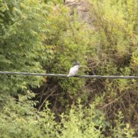 Birding in Bhutan