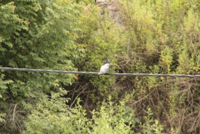 Birding in Bhutan