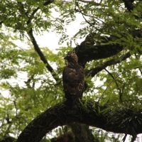 Birding in Bhutan