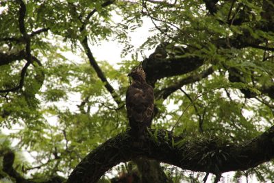 Birding in Bhutan
