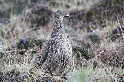 Birding in Bhutan