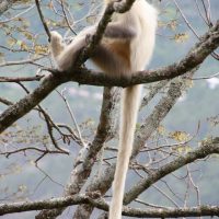 Birding in Bhutan