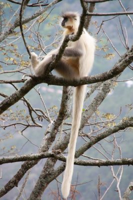 Birding in Bhutan