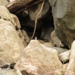 Birding in Bhutan 24 Windhorse Tours Birding in Bhutan