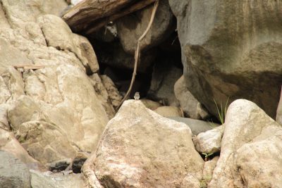 Birding in Bhutan