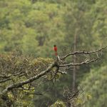 Birding in Bhutan 26 Windhorse Tours Birding in Bhutan