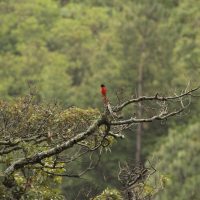 Birding in Bhutan