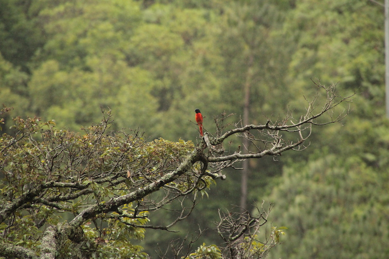 Birding in Bhutan 2 Windhorse Tours Birding in Bhutan