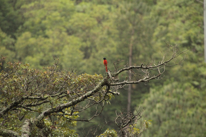 Birding in Bhutan