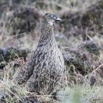 Birding in Bhutan 27 Windhorse Tours Birding in Bhutan