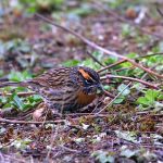 Birding in Bhutan 20 Windhorse Tours Birding in Bhutan