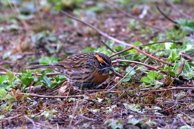 Birding in Bhutan